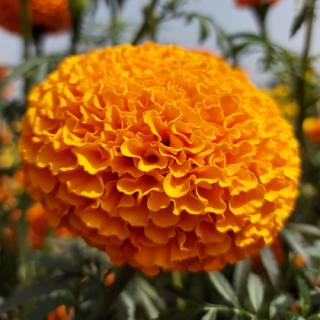KY-1 Orange Marigold From Known You Seed (India)